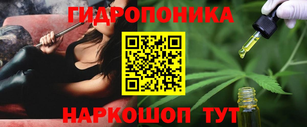 Конопля конопля Аргун
